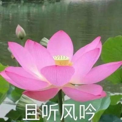 黑龙江望奎：“巾帼生态小菜园”助力乡村大振兴